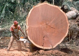 Работа в лесу, вырубка деревьев для мужчин. Работа в Польше