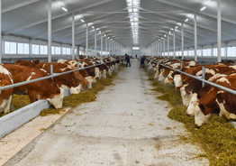 Работа в сфере животноводства. Коровья ферма в Германии