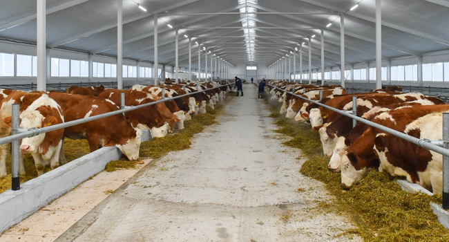 Работа в сфере животноводства. Коровья ферма в Германии